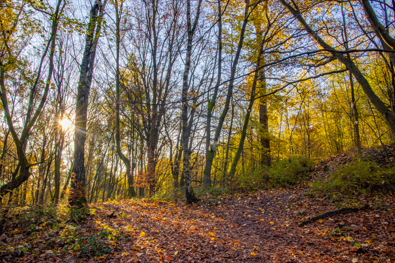 Herbstwald