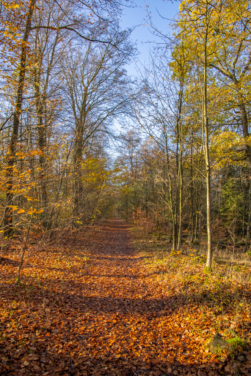 Herbstlicher Waldweg
