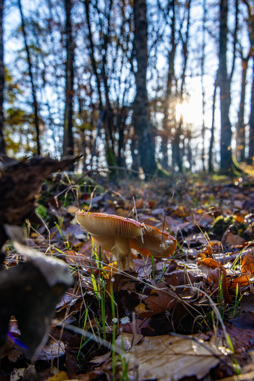 Ein paar Fliegenpilze haben wir auch wieder gefunden