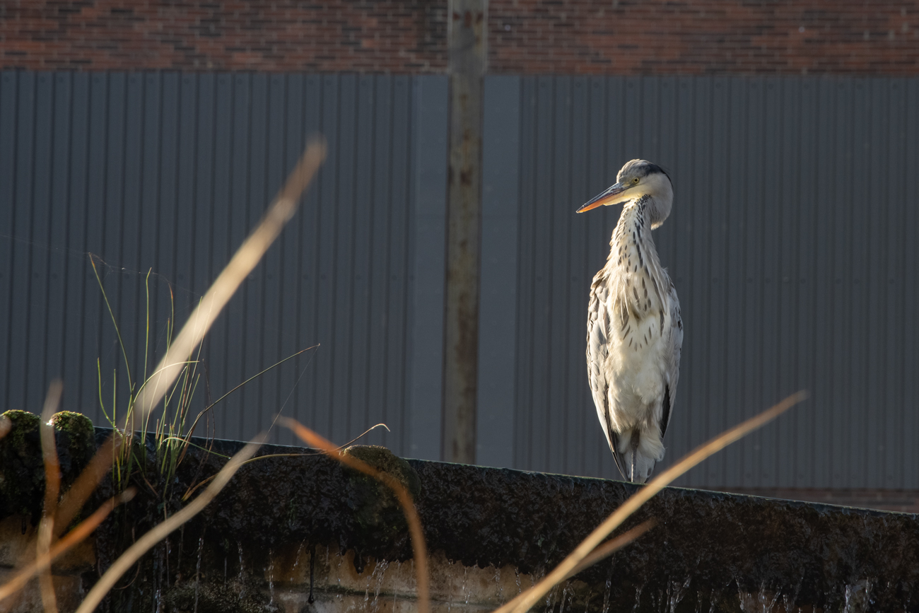 Dem Reiher gefällt das warme Wasser auch