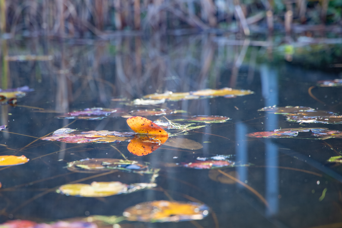 Blätter der Teichrosen