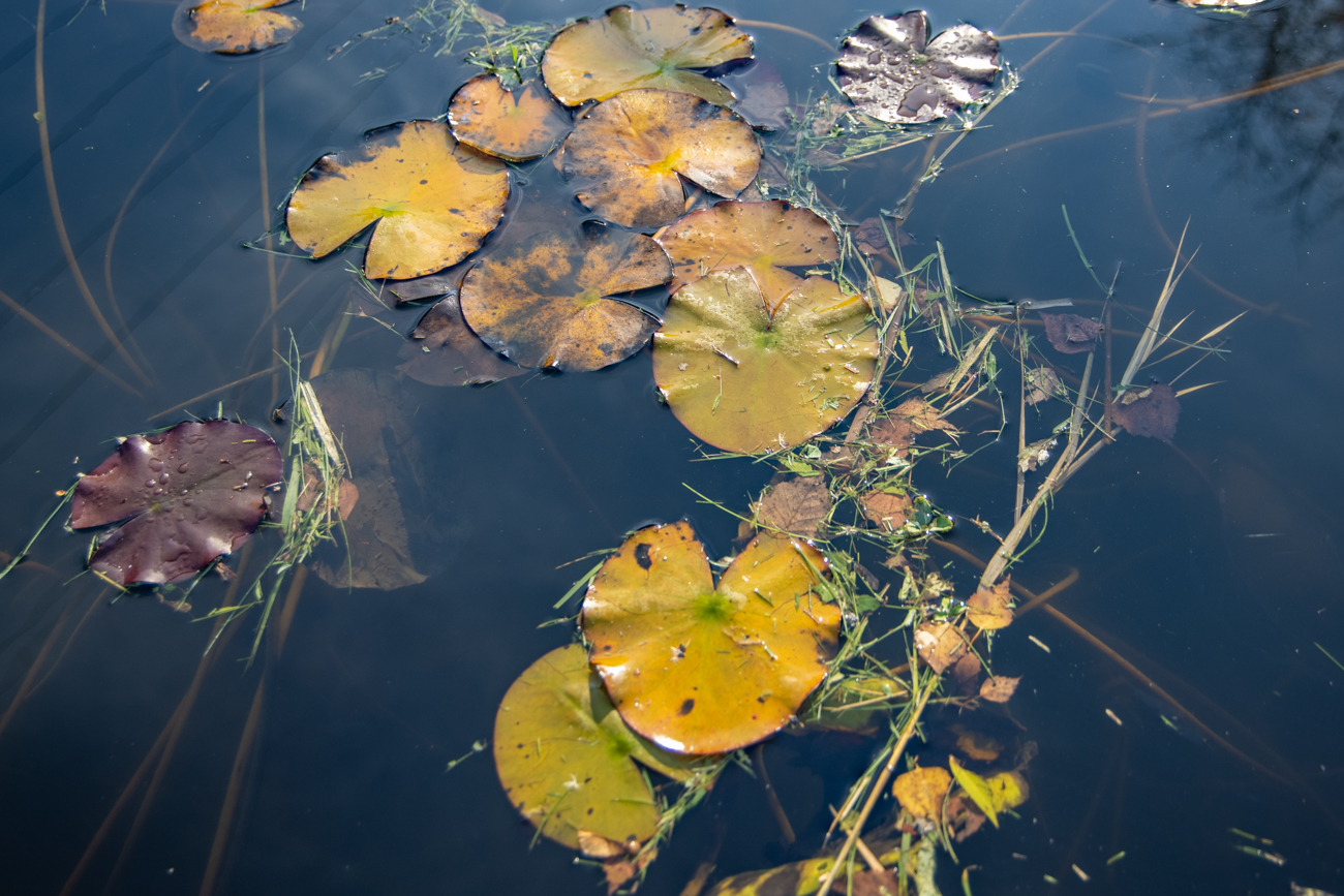 Blätter der Teichrosen