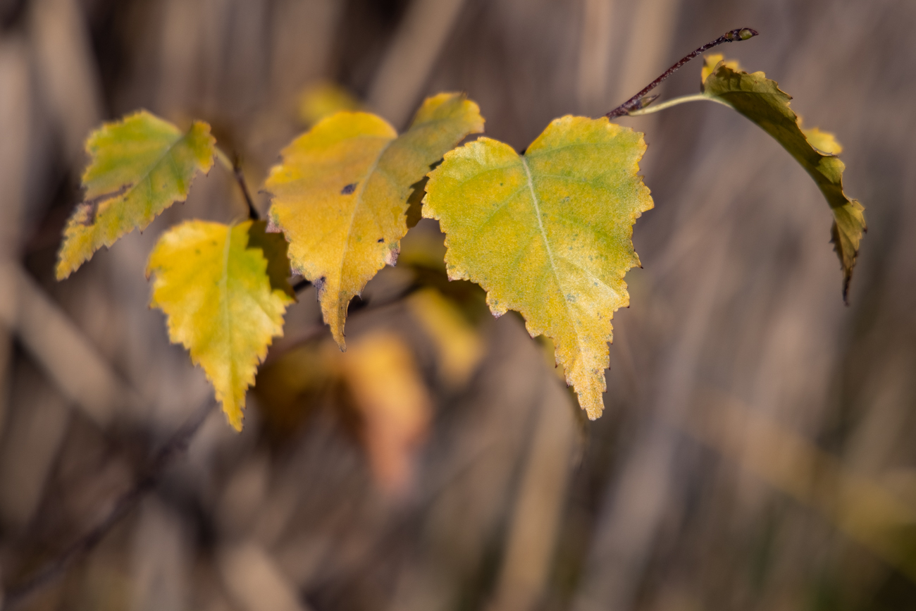 Herbstlich gefärbte Blätter einer Papierbirke