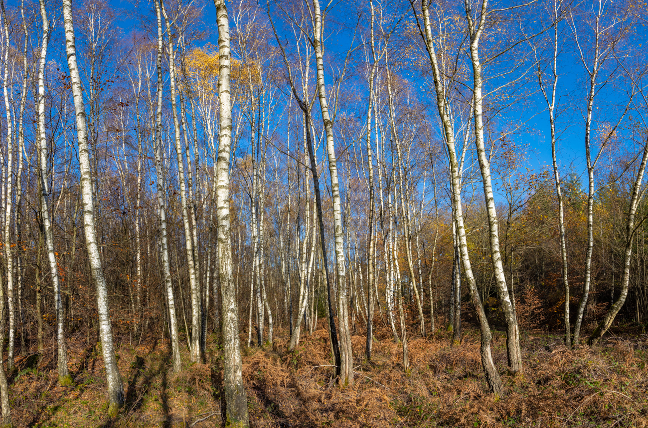 Schönes Birkenwäldchen ...