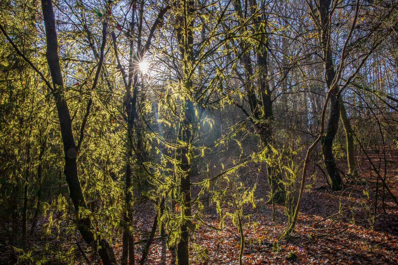 ... an den Bäumen ...