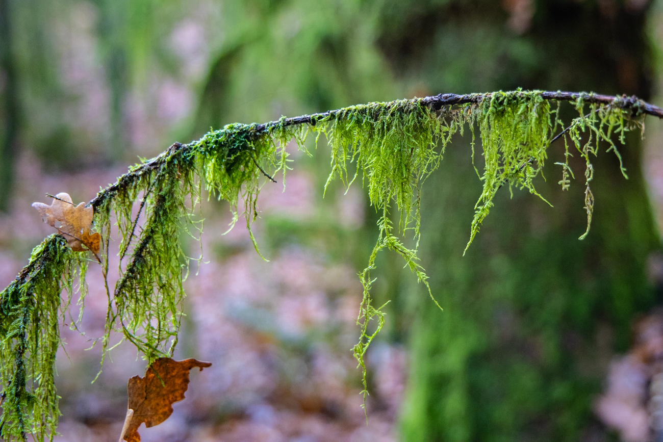 ... fast wie im Regenwald