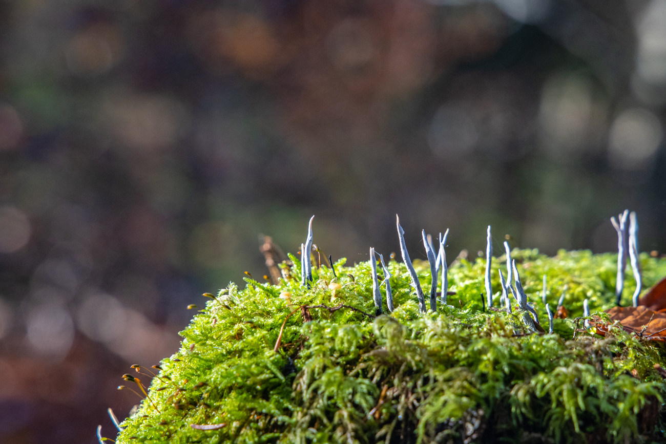 ... wachsen auf den Baumstümpfen