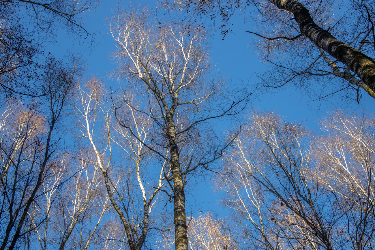 ... die hellen Kronen in den Himmel gereckt