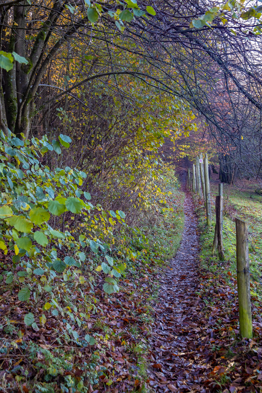 Schmaler Pfad an einer Weide ...