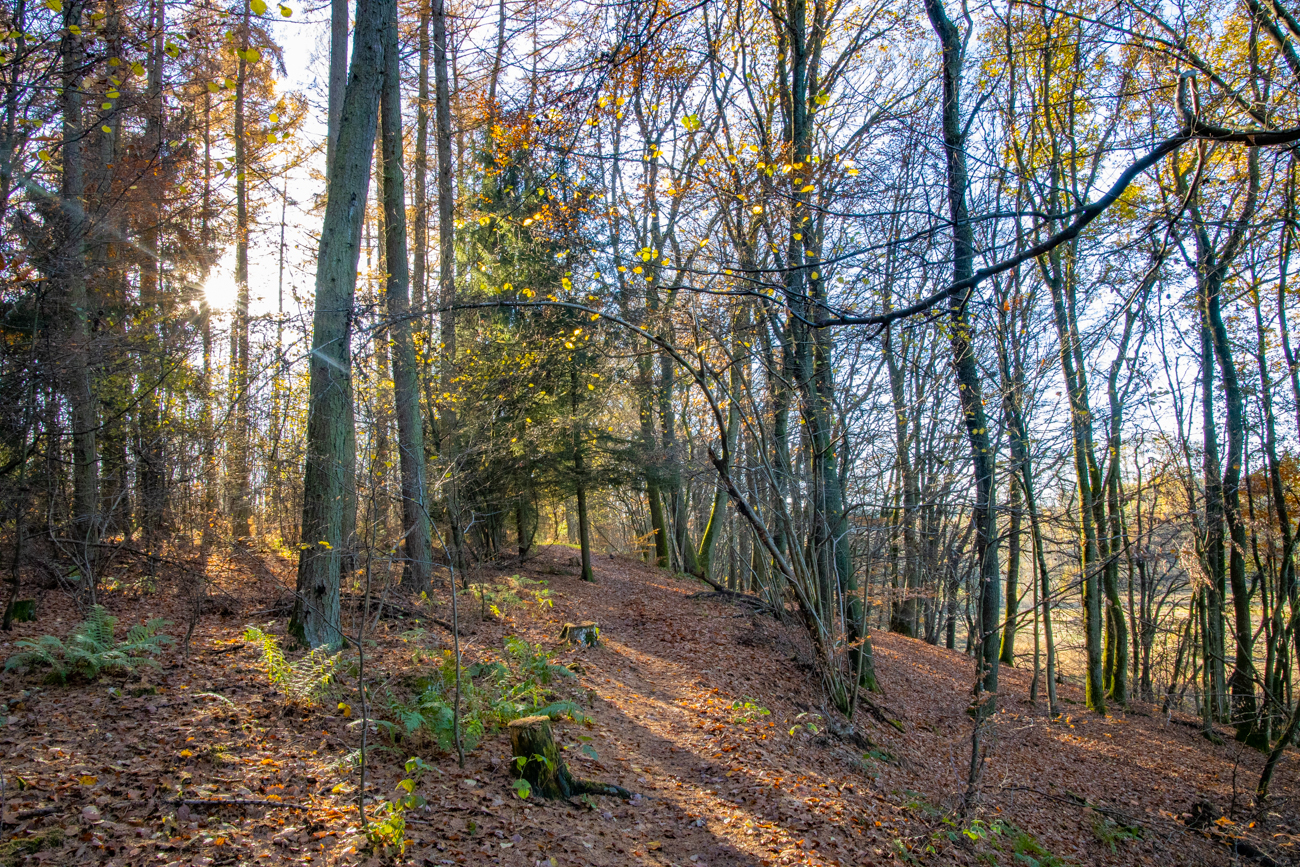 ... und durch den Wald