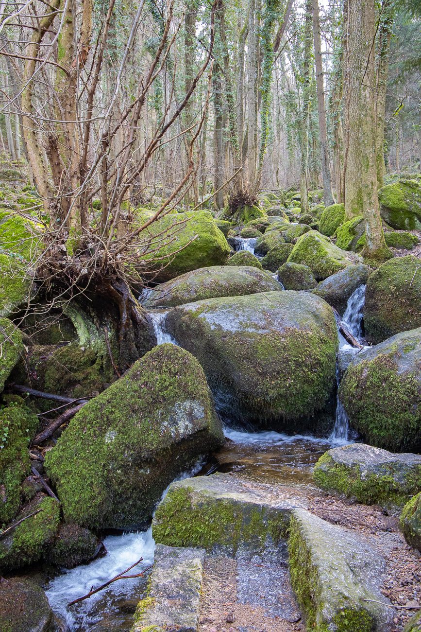 Ein steiler Weg führt parallel zum Bach bergauf