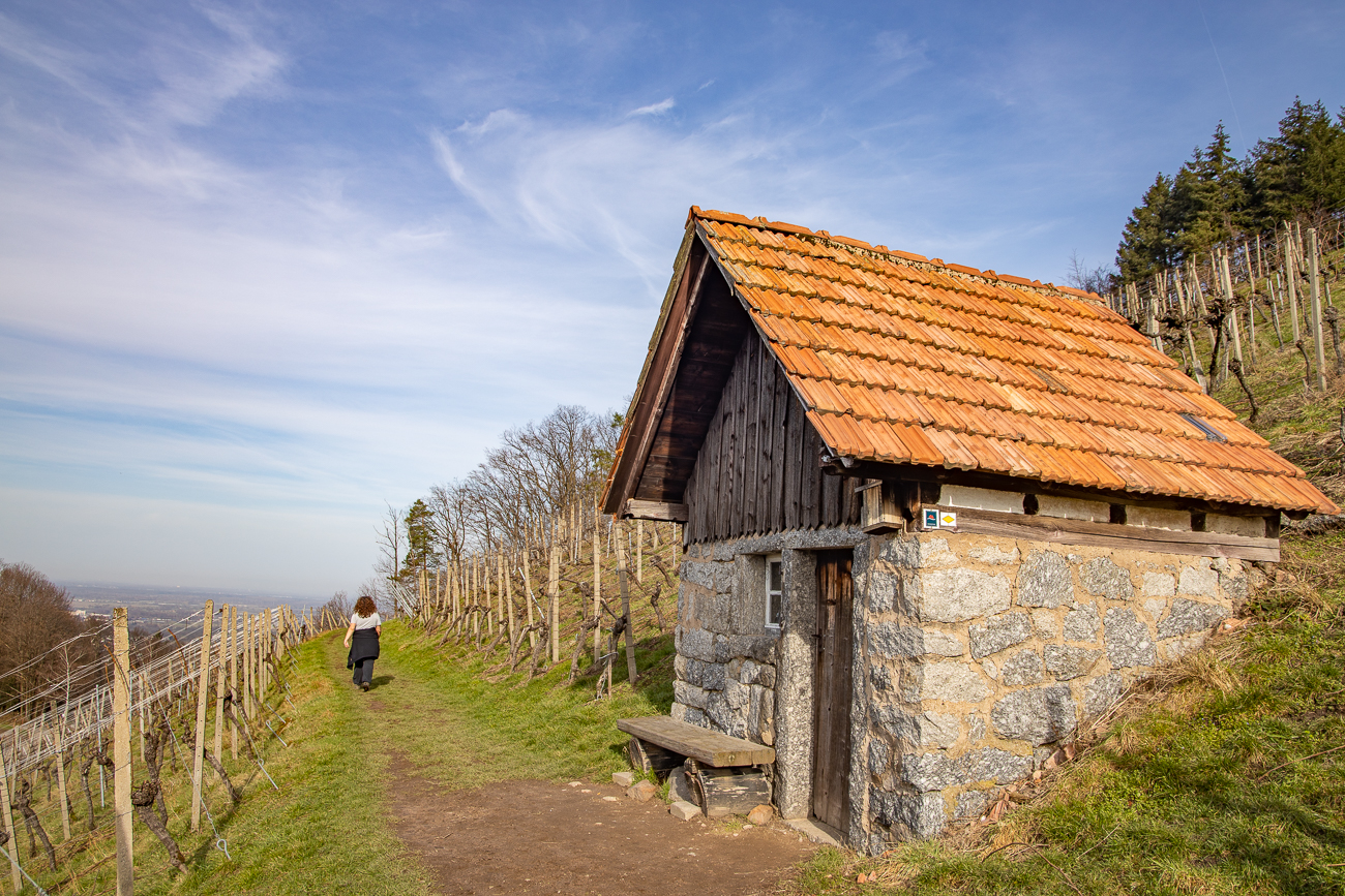 Wir laufen durch die Weinberge ...
