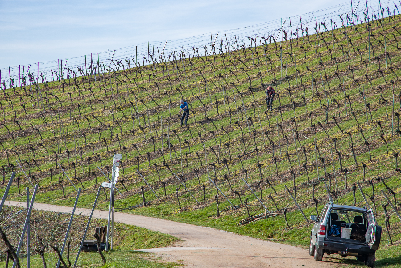 Die Winzer schneiden und befestigen die Reben ...