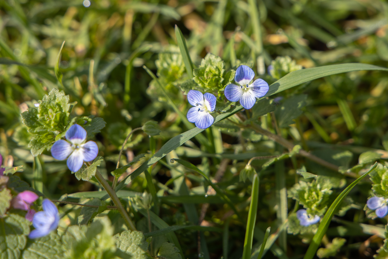Überall blüht hier der Faden-Ehrenpreis [Veronica filiformis]