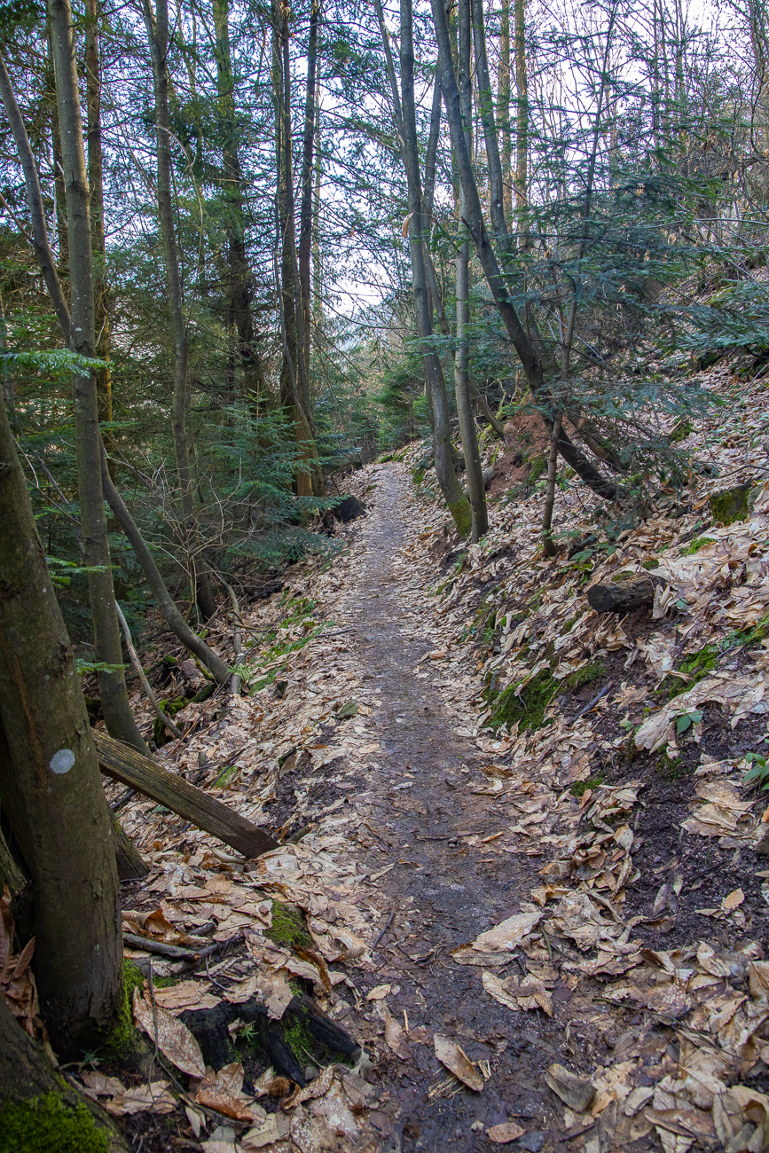 ... geht es nun auf schmalen Pfaden durch den Wald