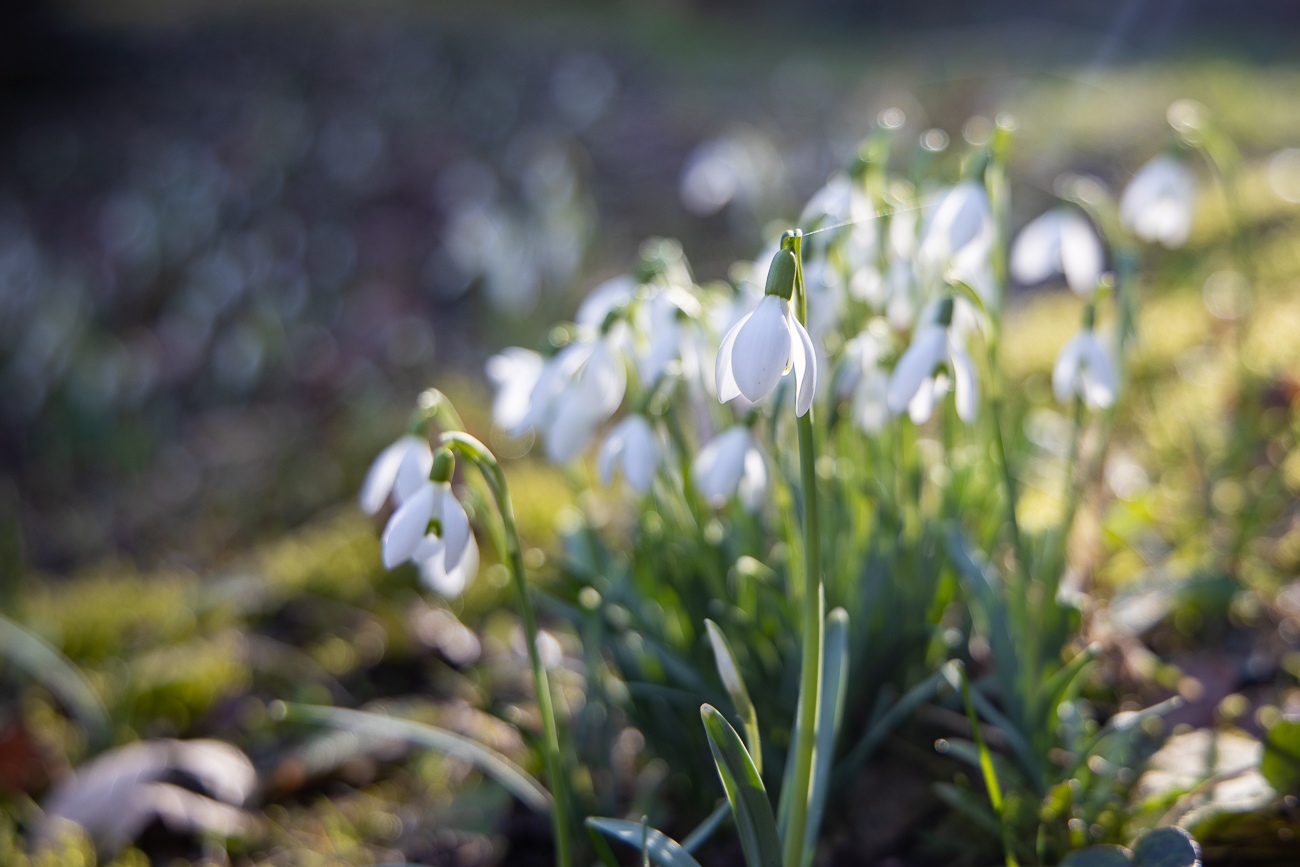 Schneeglöckchen kündigen den Frühling an