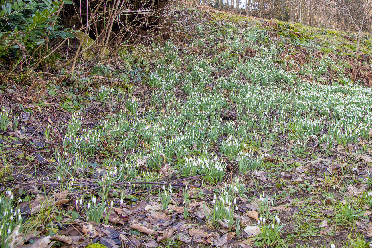 Unzählige Schneeglöckchen