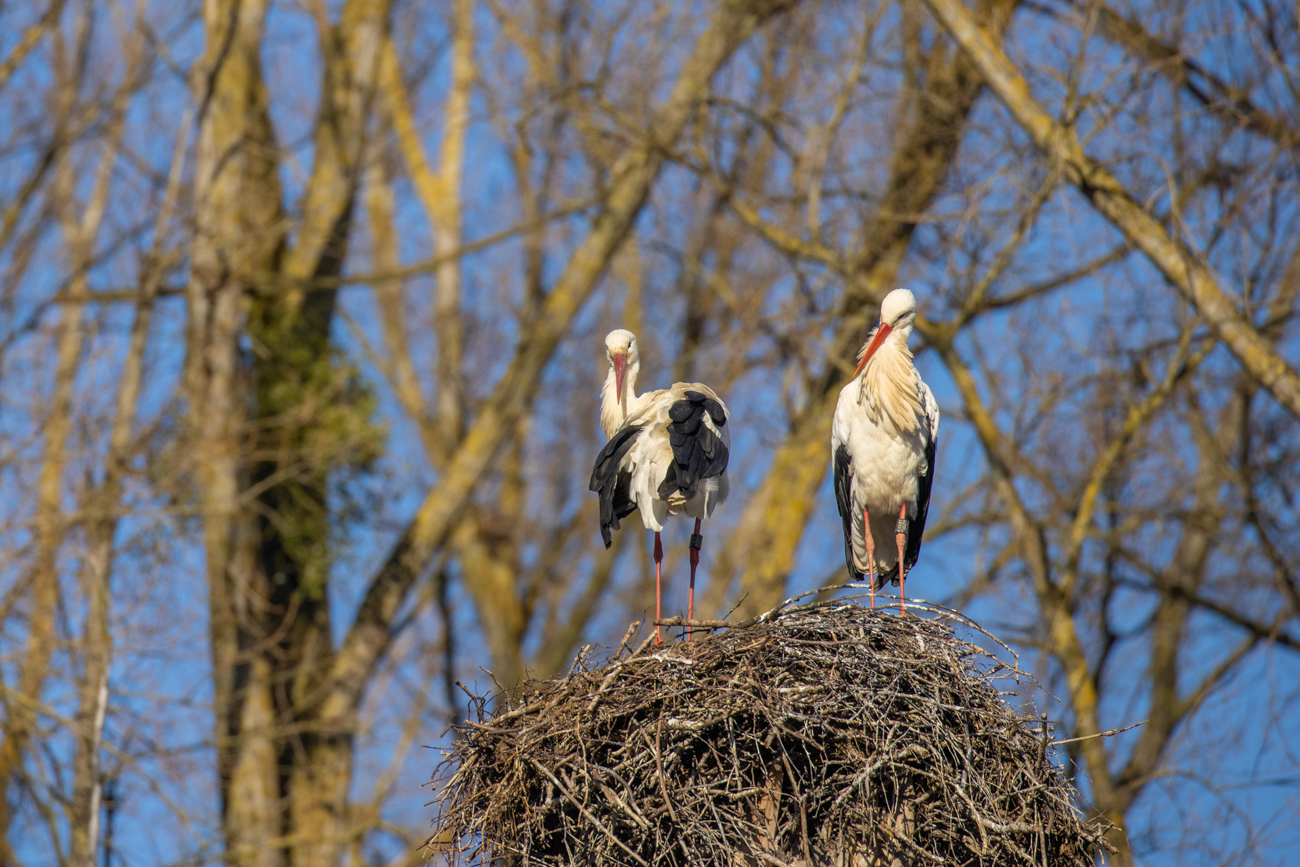 Weißstorchpaar