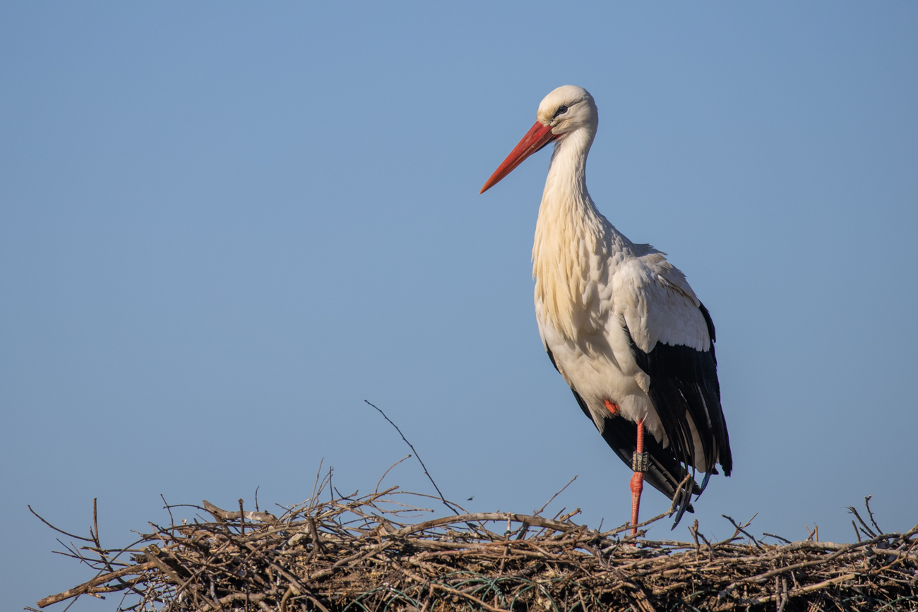 Weißstorch an einem anderen Nest