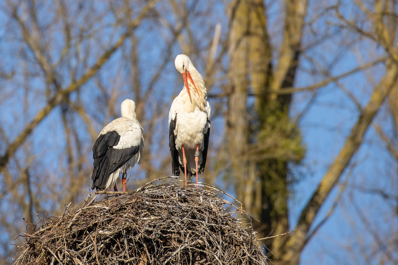 Weißstorchpaar