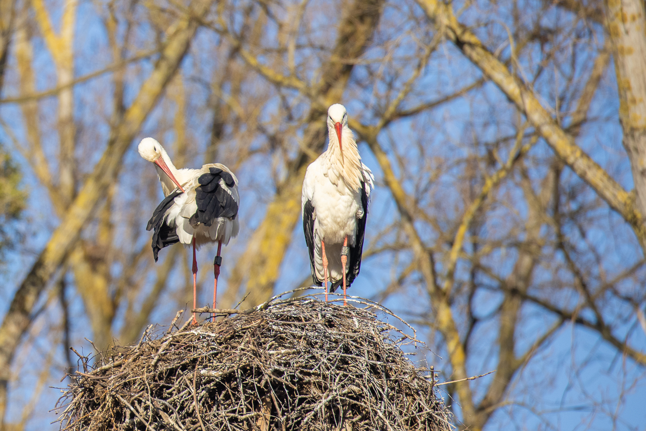 Weißstorchpaar