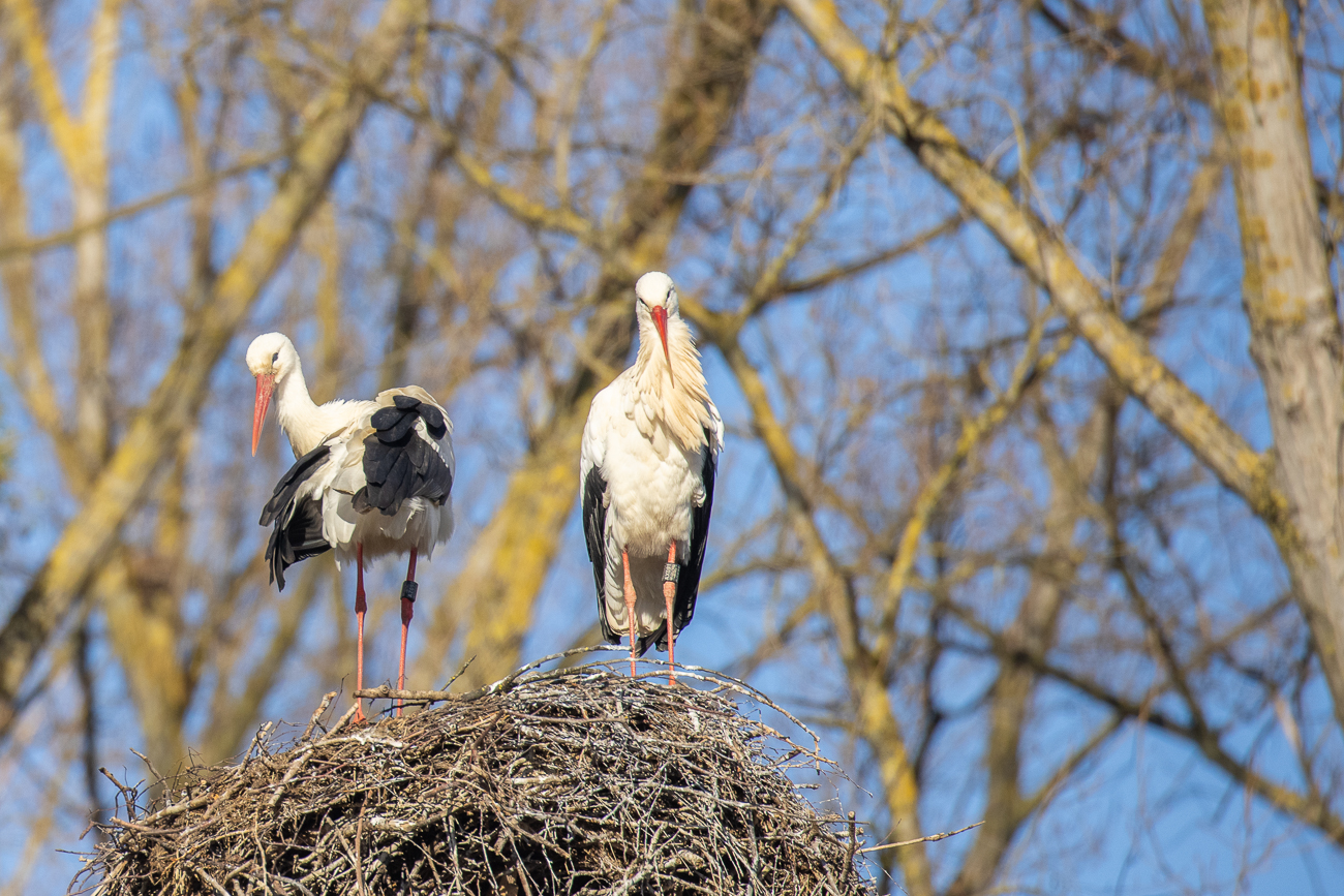 Weißstorchpaar