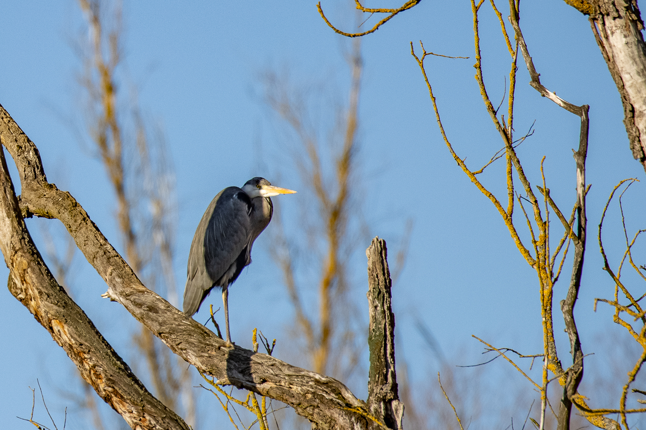 Graureiher im Halbschatten