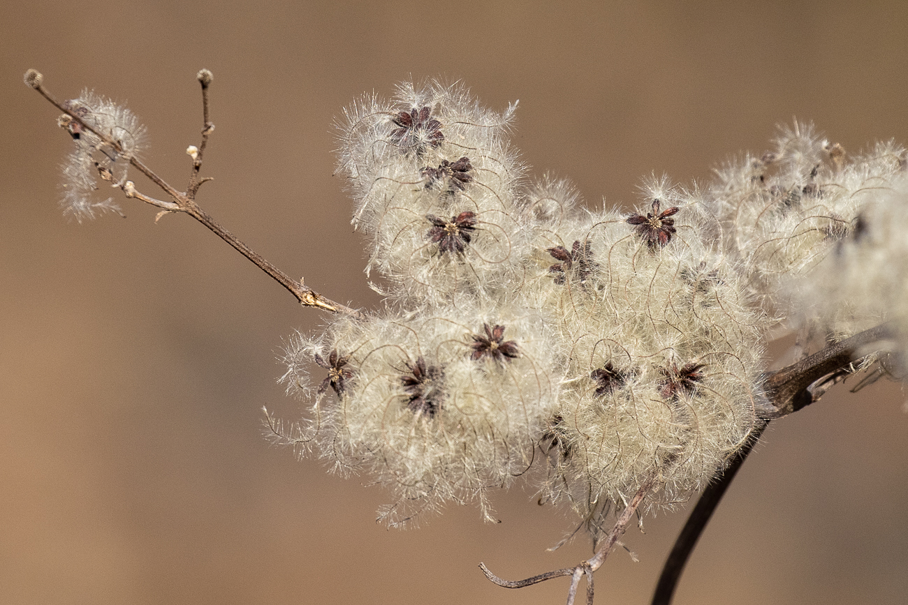Zarte Samen der Gewöhnlichen Waldrebe [<em>Clematis vitalba</em>]