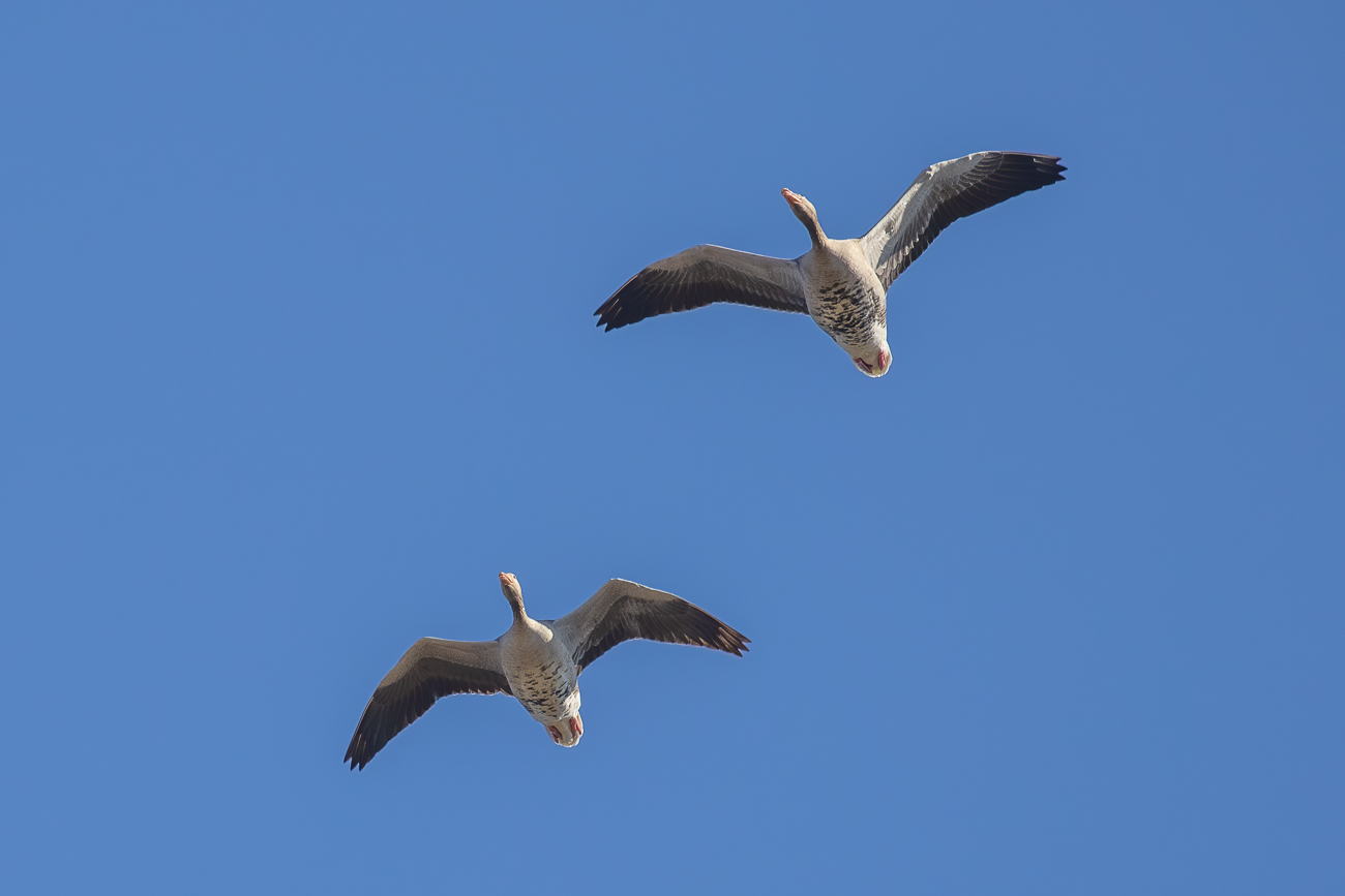 Graugänse im Überflug