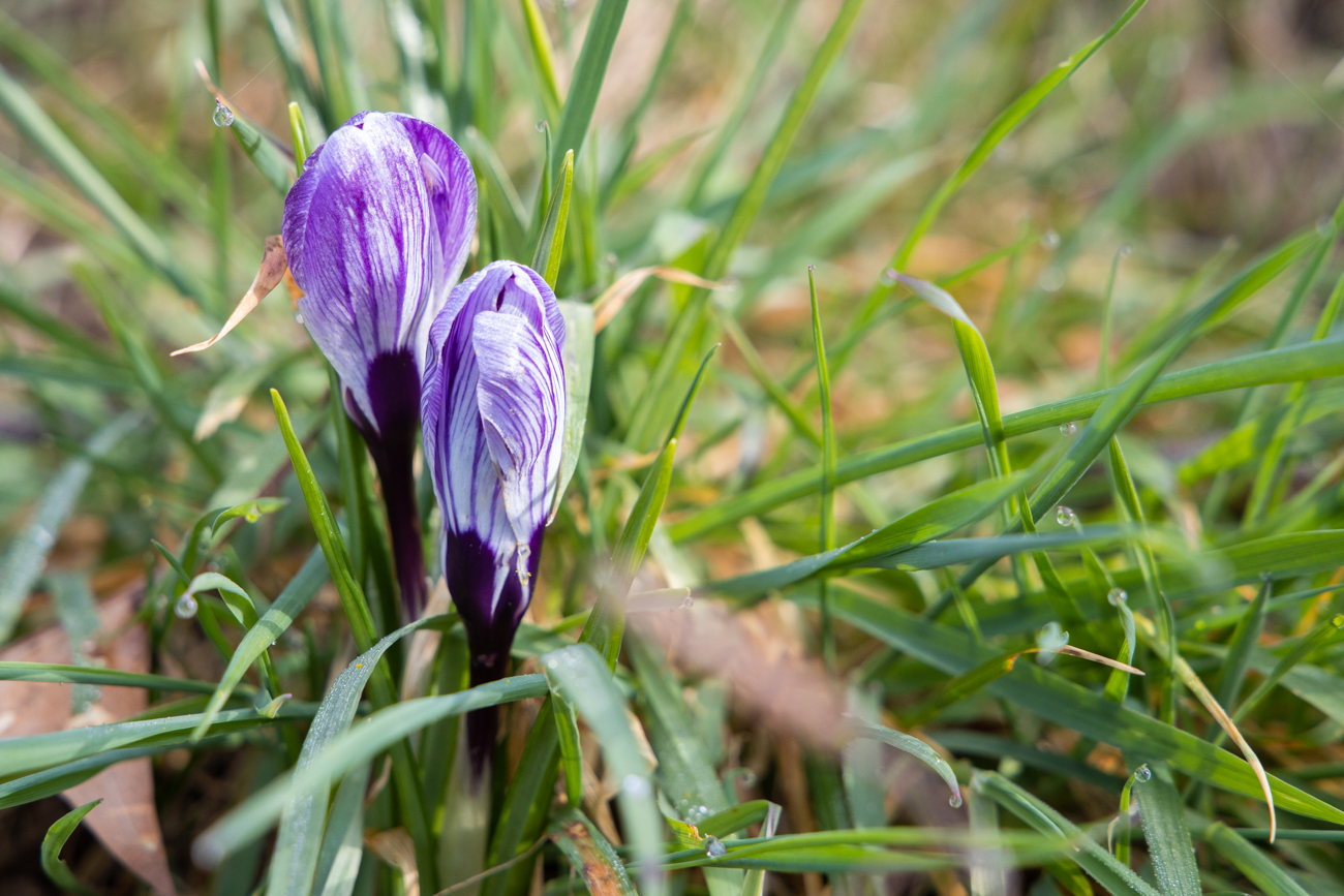Krokusse am Wegesrand ...