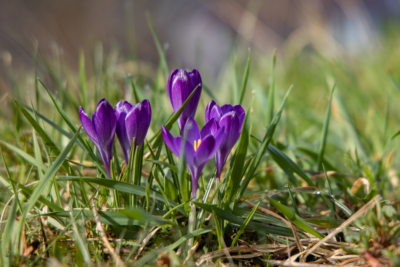 ... lassen auf den Frühling hoffen