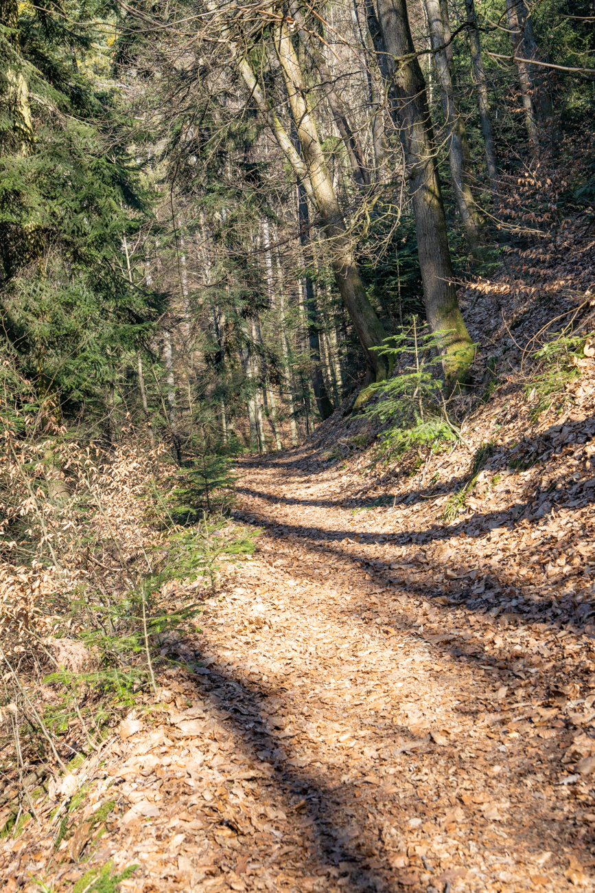 Auf dem folgenden Waldpfad ...