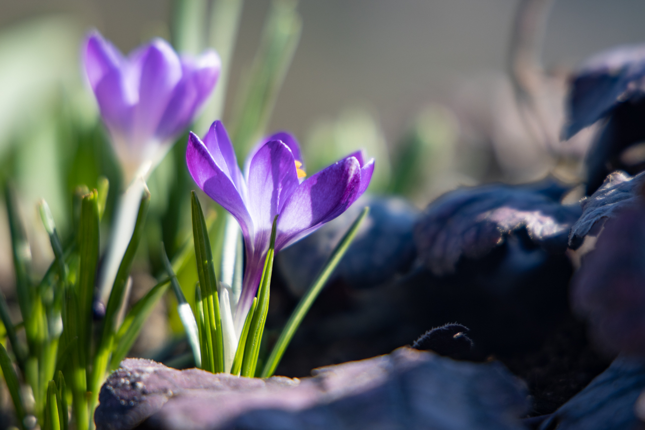 Ein letzter Frühlingsgruß aus dem Schwarzwald
