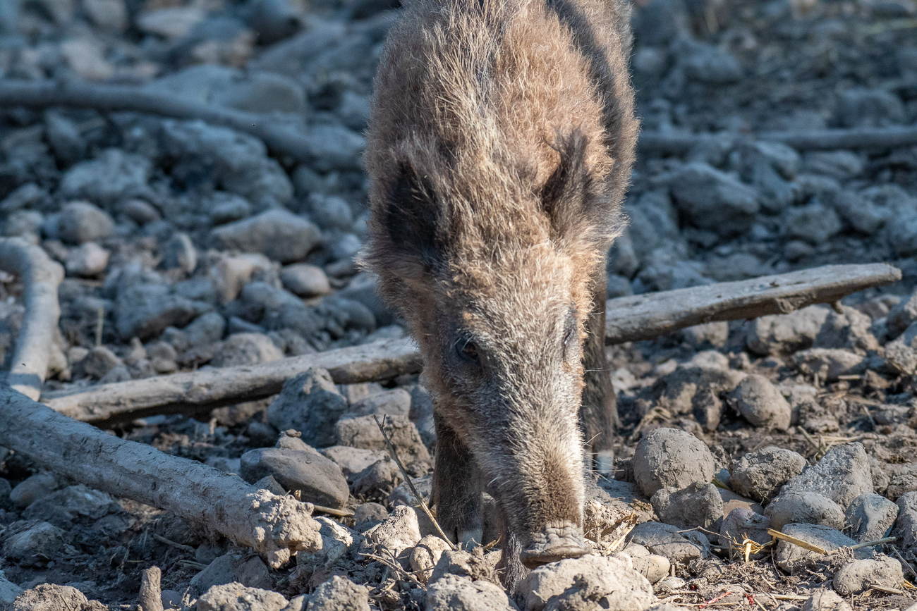 Junges Wildschwein auf Nahrungssuche