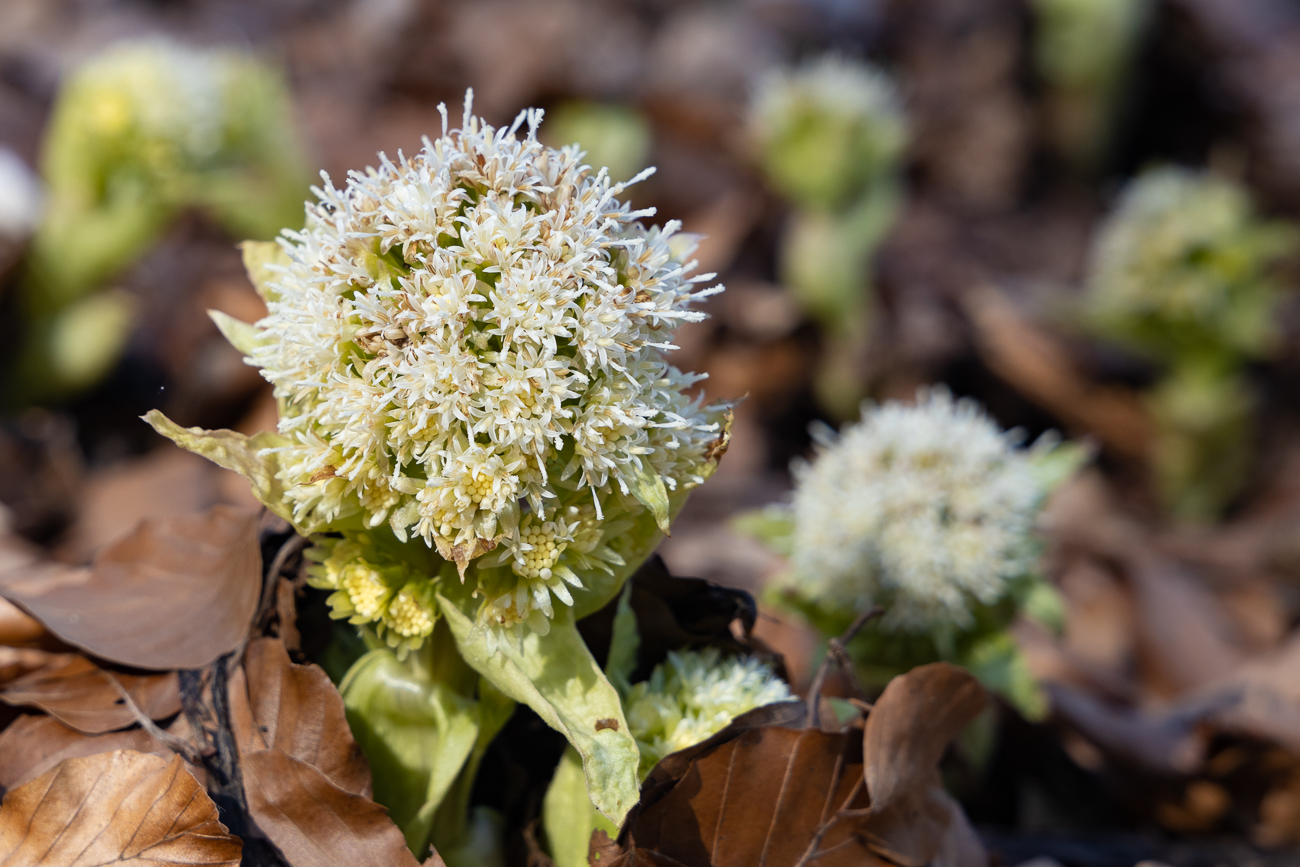 Wald-Engelwurz [Angelica sylvestris]