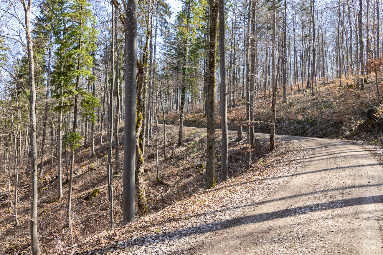 Der erste Anstieg verläuft auf einem breiten Waldweg
