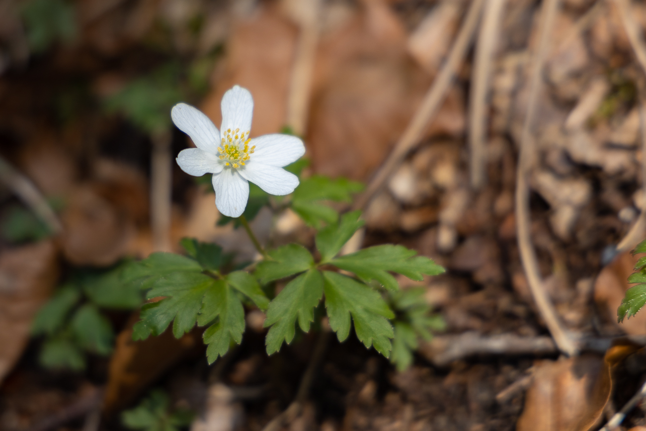 Busch-Windröschen [Anemone nemorosa]