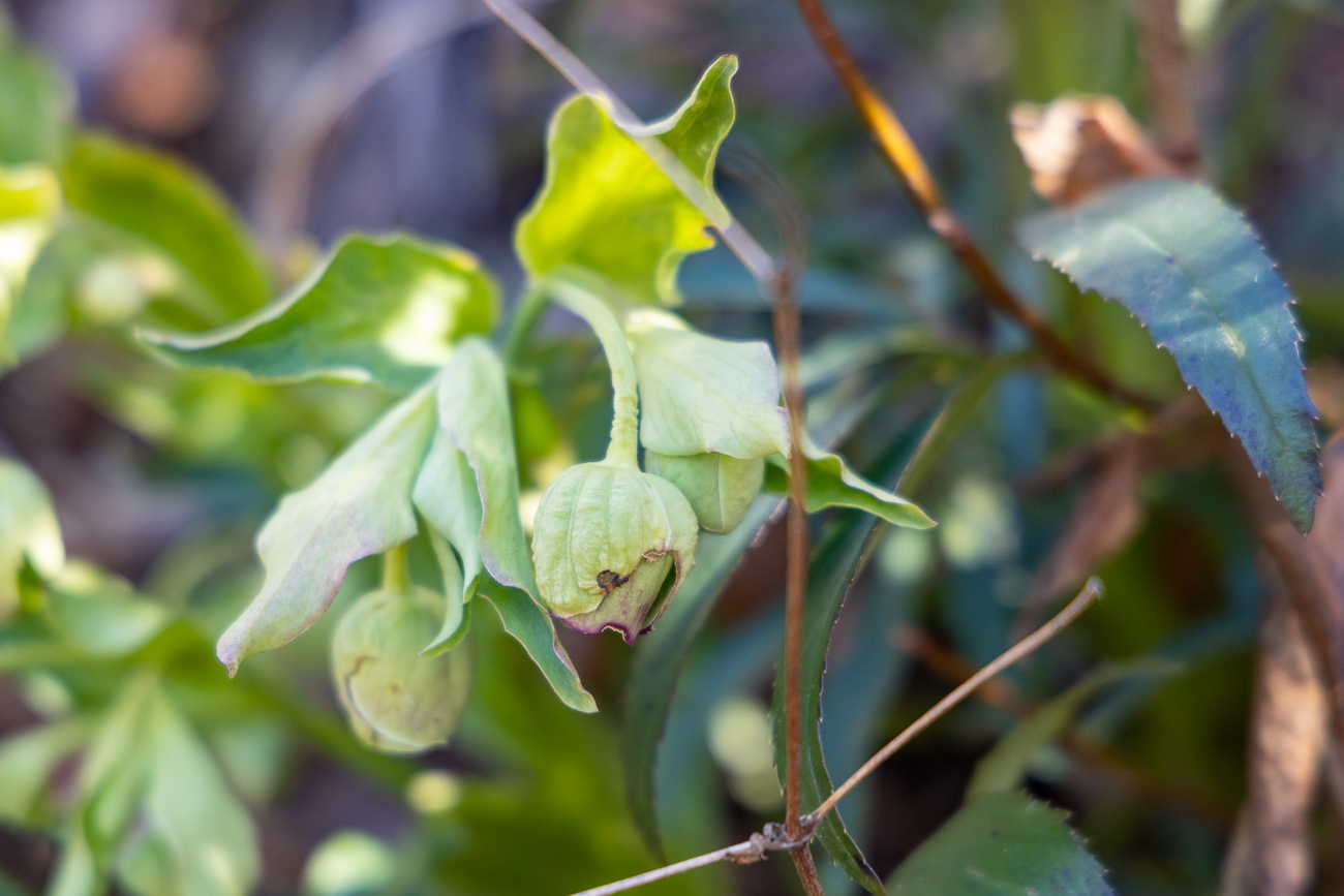 Stinkende Nieswurz [Helleborus foetidus]