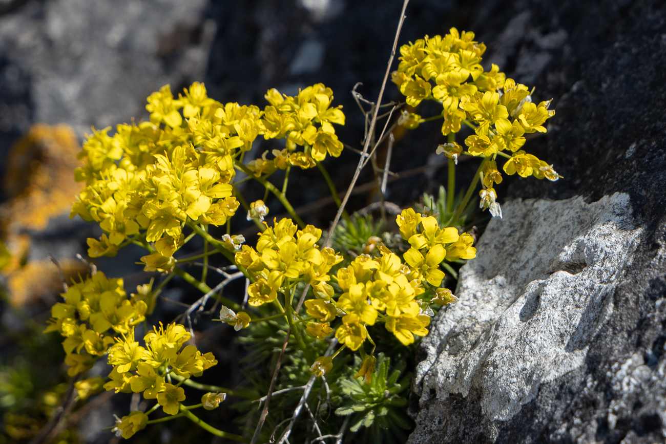 Immergrünes Felsenblümchen [Draba aizoides]