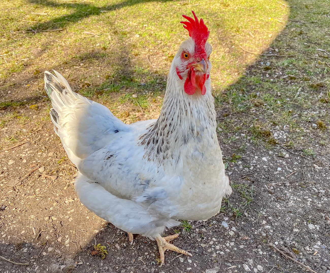 ... lassen sich aus der Hand füttern