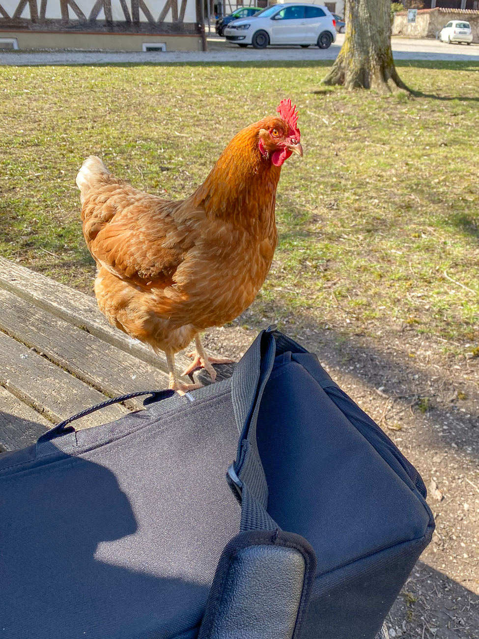 Die zutraulichen Hühner ...  