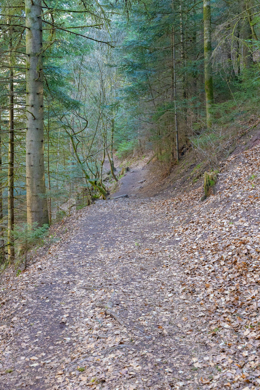 Weg entlang des Monbachs
