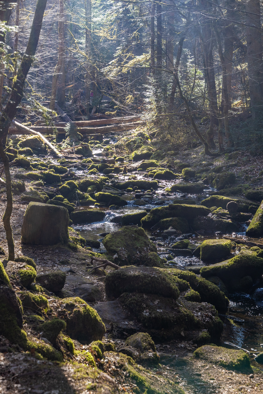 Felsen und Baumstämme zeugen von wilderen Zeiten des Monbachs