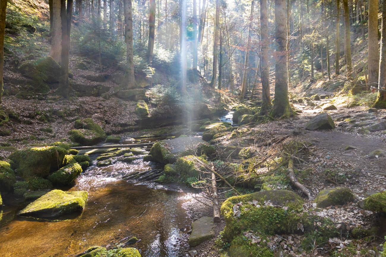 Sonnenstrahlen kämpfen sich durch das Blätterdach