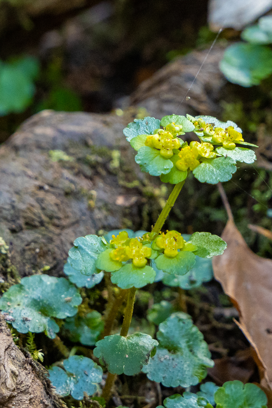 Wechselblättriges Milzkraut [Chrysosplenium alternifolium]