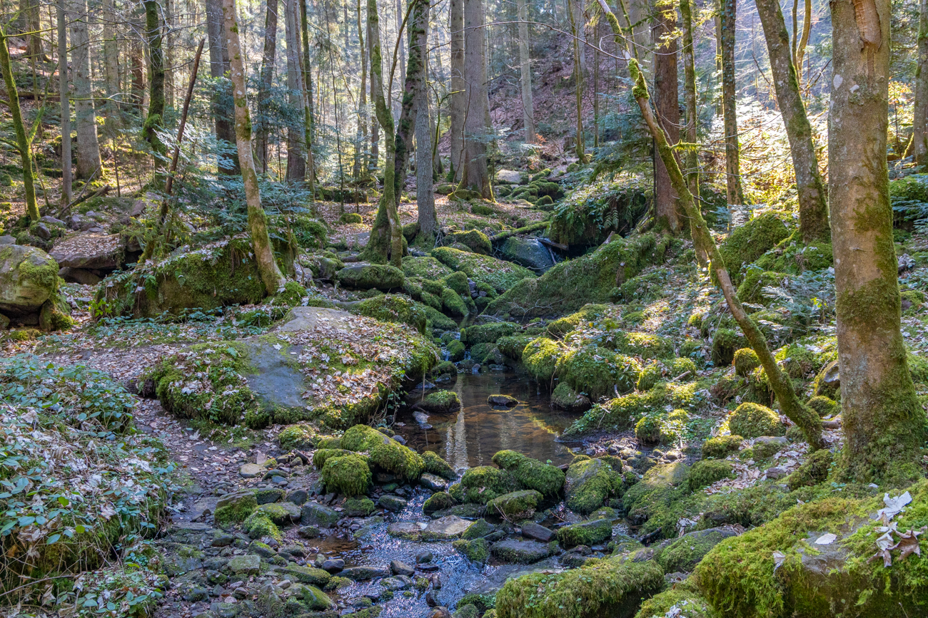 Hier ist der Bachlauf etwas ruhiger