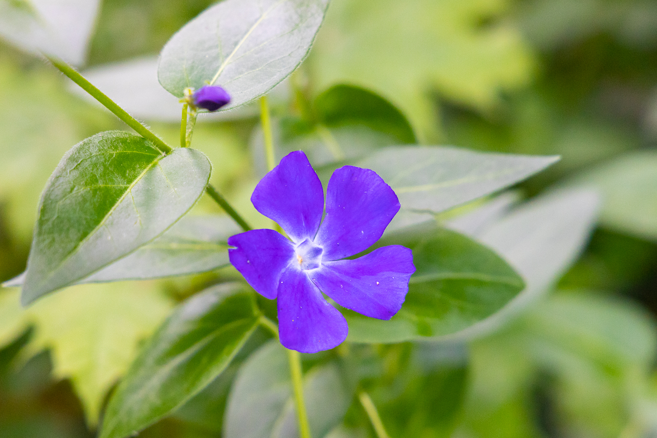 Großes Immergrün [Vinca major]