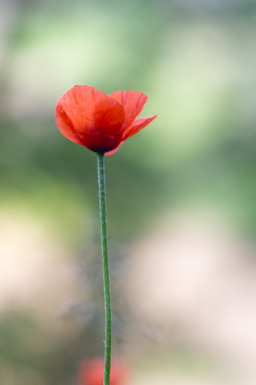 Klatschmohn [Papaver rhoeas], auch Mohnblume oder Klatschrose genannt
