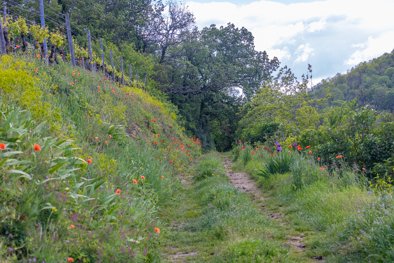 Weg durch die Weinberge des Kaiserstuhls