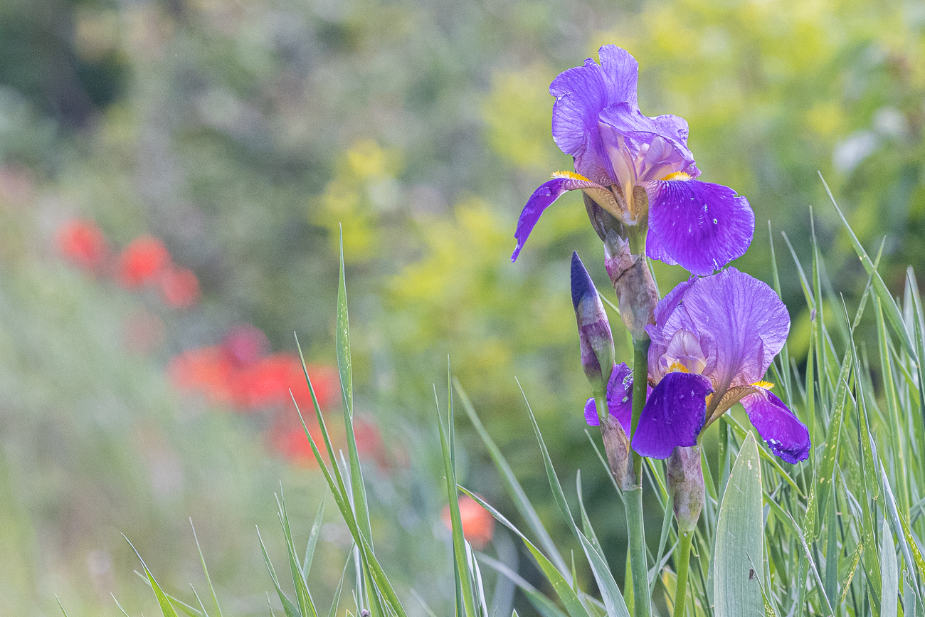 Deutsche Schwertlilie [Iris germanica]